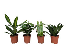 Grønne planter miks Ø11 cm